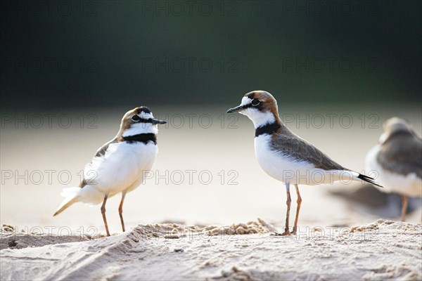 Slender-billed plover (Anarhynchus collaris) Pantanal Brazil