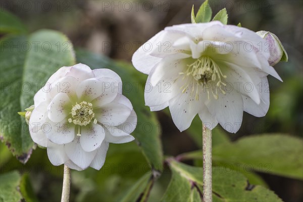 Double-flowered Lenzrose (Helleborus orientalis Hybride), Speyer, Rhineland-Palatinate, Germany, Europe