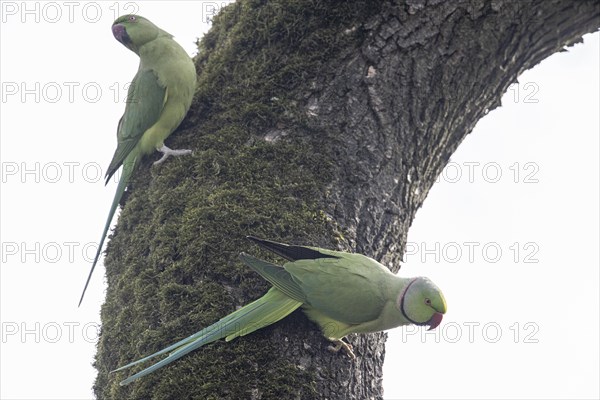 Rose-ringed parakeets (Psittacula krameri), Speyer, Rhineland-Palatinate, Germany, Europe