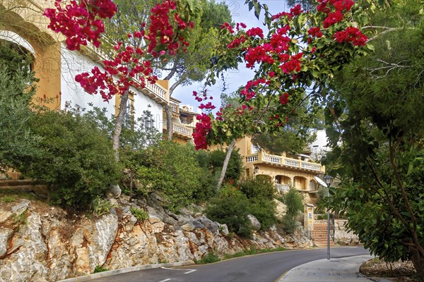 Road leading to a luxurious villa with Mediterranean architecture surrounded by flowers, Peguera, Mallorca
