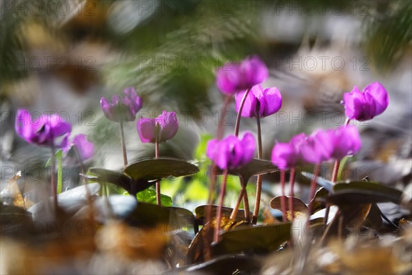 Wild cyclamen, February, Germany, Europe