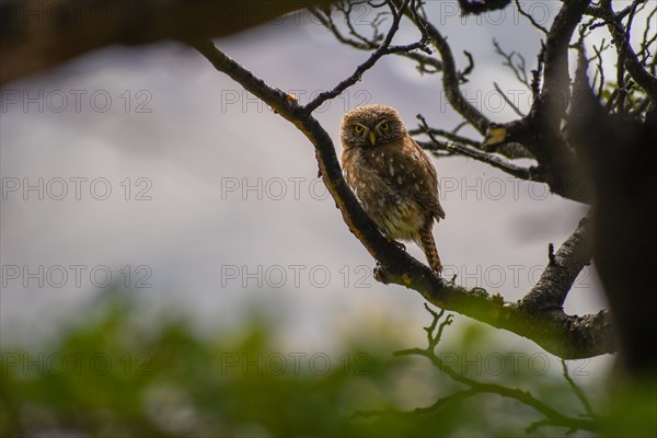 Australian pygmy owl (Glaucidium nana), seen in Perito Moreno National Park, Patagonia, Argentina, South America