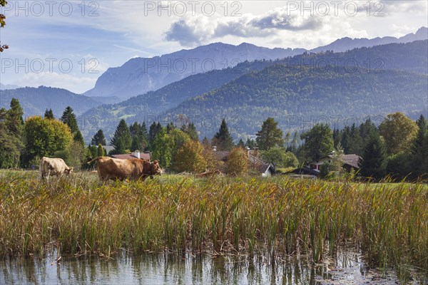 Wetterstein mountains with cows and pond in autumn, hiking trail Kramerplateauweg, Garmisch-Partenkirchen, Upper Bavaria, Bavaria, Germany, Europe