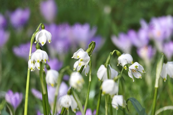 Spring snowflake in a crocus meadow, Germany, Europe