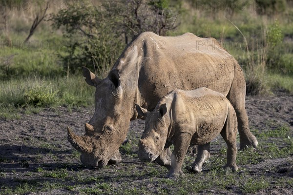 White rhinoceros (Ceratotherium simum) cow with baby, Madikwe Game Reserve, North West Province, South Africa, RSA, Africa
