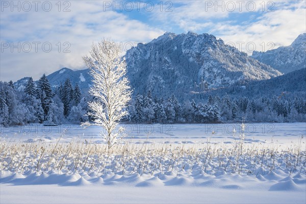 Schwansee in winter, behind it Neuschwanstein Castle and the Tegelberg, 1720m, near Hohenschwangau, Romantic Road, Ostallgaeu, Bavaria, Germany, Europe