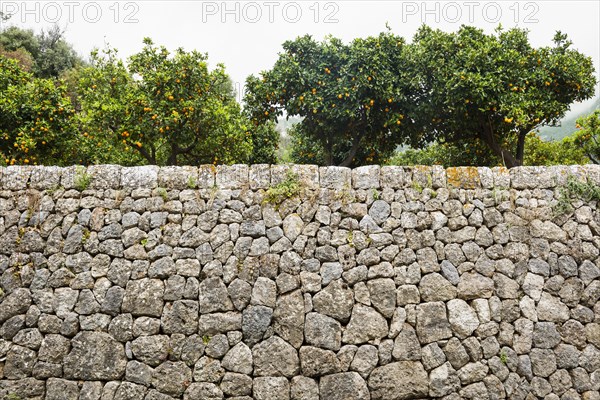 Citrus plantation and old stone wall, Fornalutx, Serra de Tramuntana, Majorca, Balearic Islands, Spain, Europe