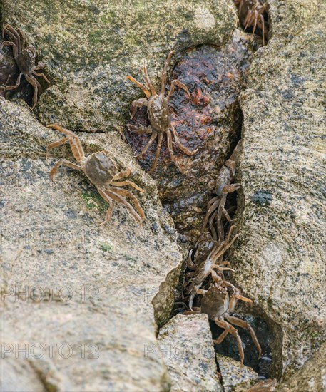 Many chinese mitten crab (Eriocheir sinensis), invasive species, neozoon, crabs, juveniles, hiding in a narrow crack between stones and crawling over rocks and concrete bank stabilisation, migrating upstream, barrage of the Elbe in Geesthacht, Lower Saxony, Schleswig-Holstein, Germany, Europe