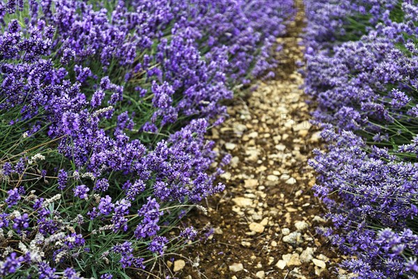 Lavender (Lavandula), path through a lavender field on a farm, Cotswolds Lavender, Snowshill, Broadway, Gloucestershire, England, Great Britain