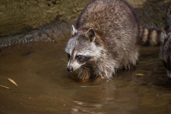 Raccoon in natural environment, close-up, portrait of the animal on Guadeloupe au Parc des Mamelles, in the Caribbean. French Antilles, France, Europe