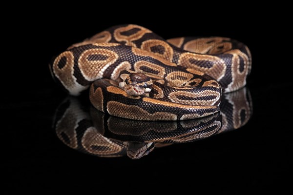 King python, (Python regius), adult, resting, captive, Central Africa, West Africa