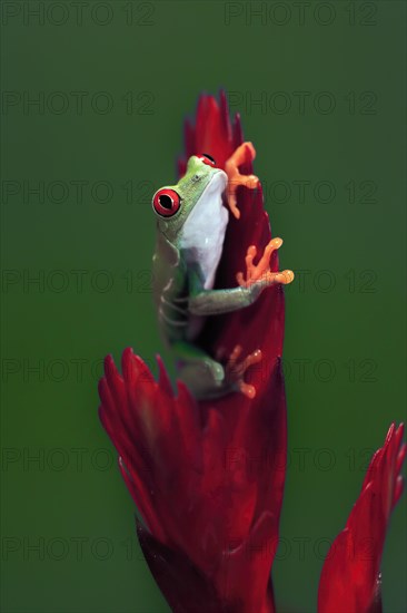 Red-eyed tree frog (Agalychnis callidryas), adult, on bromeliad, captive, Central America