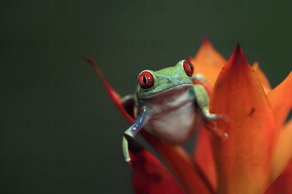 Red-eyed tree frog (Agalychnis callidryas), adult, on bromeliad, captive, Central America