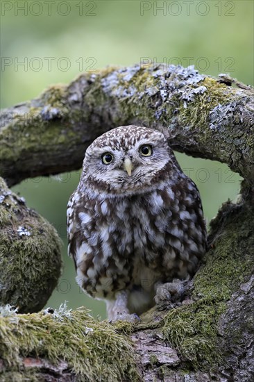 Little owl (Athene noctua), (Tyto alba), adult, on tree trunk, alert, Lowick, Northumberland, England, Great Britain