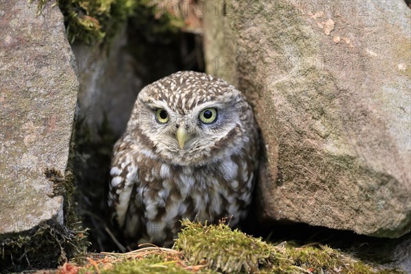 Little owl (Athene noctua), (Tyto alba), adult, at breeding den, alert, portrait, Lowick, Northumberland, England, Great Britain