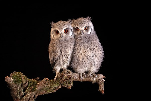 Southern white-faced owl (Ptilopsis granti), juvenile, two juveniles, siblings, at night, on guard, captive