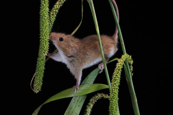 Eurasian harvest mouse (Micromys minutus), adult, on plant stalks, ears of corn, foraging, at night, Scotland, Great Britain