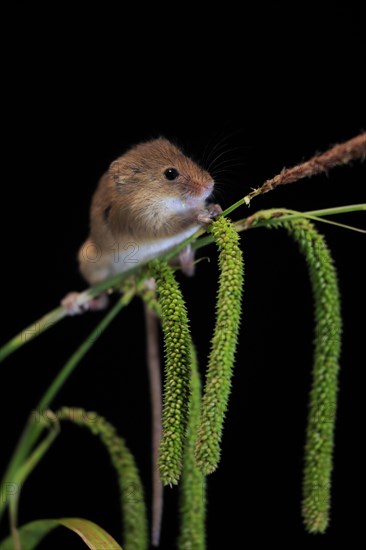 Eurasian harvest mouse (Micromys minutus), adult, on plant stalks, ears of corn, foraging, at night, Scotland, Great Britain