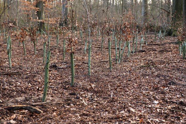 Reforestation of a park with new seedlings after several storms in Duesseldorf, Germany, Europe