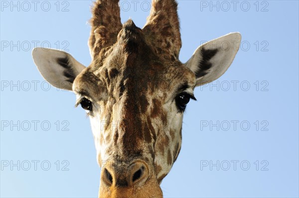 Head of a giraffe (Giraffa camelopardalis), in front of a clear blue sky, Stuttgart, Baden-Wuerttemberg, Germany, Europe