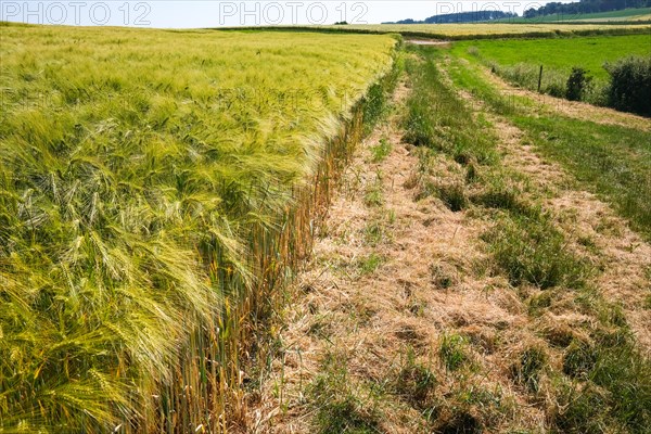 A country lane borders a barley field under a wide blue sky