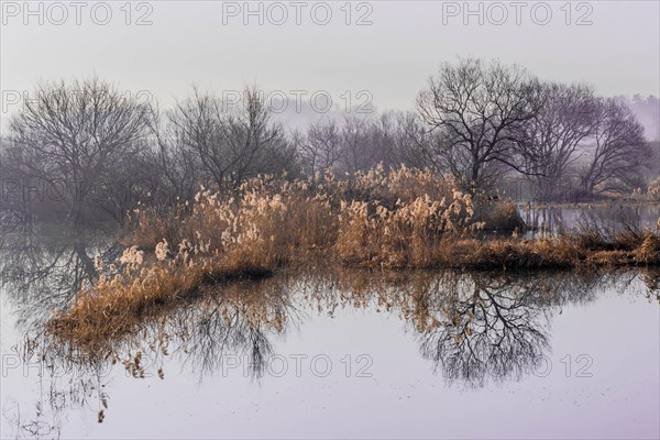 Misty waterscape with barren trees reflecting in a calm lake, in South Korea