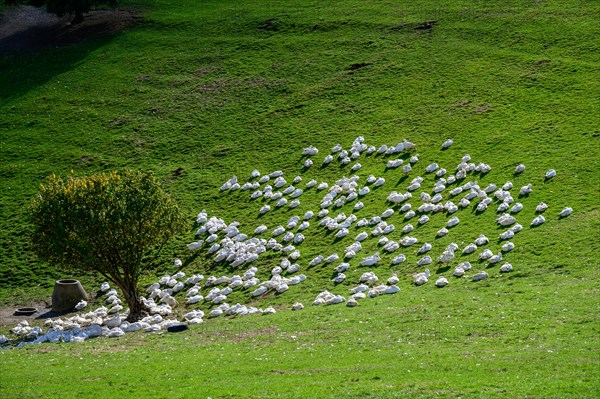 Domestic geese on a sunny, green hill next to a single tree, Wuelfrath, Mettmann, Bergisches Land, North Rhine-Westphalia