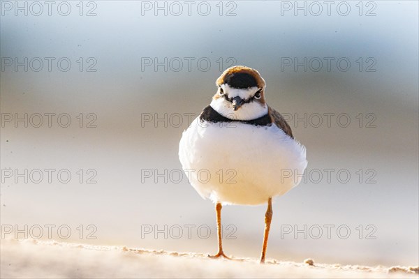 Slender-billed plover (Anarhynchus collaris) Pantanal Brazil