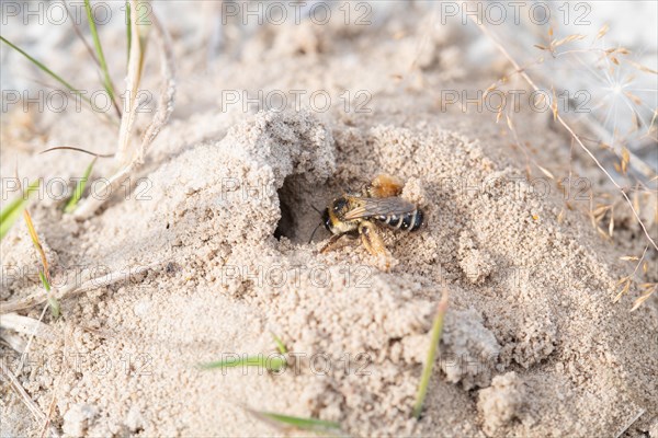 Brown-rumped trouser bee (Dasypoda hirtipes), wild bee on sandy soil in front of the nest entrance, Bourtanger Moor-Bargerveen International nature park Park