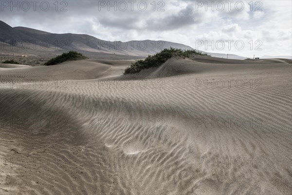 Dune landscape, Playa de Famara, Lanzarote, Canary Islands, Spain, Europe