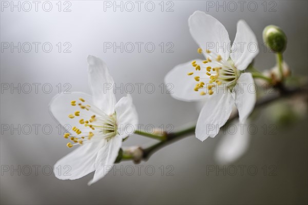 Myrobolane (Prunus cerasifera), blossom, Speyer, Rhineland-Palatinate, Germany, Europe