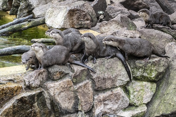 Dwarf otter, Asian oriental small-clawed otter (Aonyx cinerea), Heidelberg Zoo, Baden-Wuerttemberg, Germany, Europe