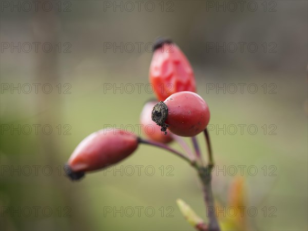 Rose hips, faded, red, garden, Lueneburg, Lower Saxony, Germany, Europe