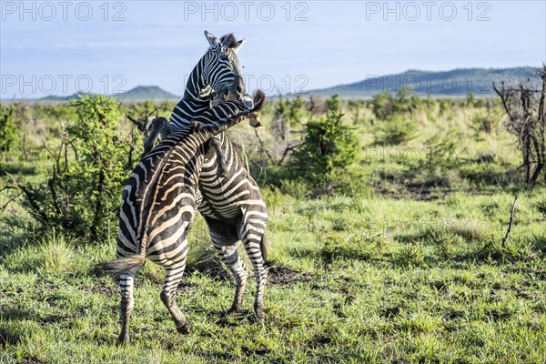 Plains zebra (Equus quagga) 2 stallions fighting, Madikwe Game Reserve, North West Province, South Africa, RSA, Africa