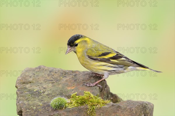 Eurasian siskin (Carduelis spinus) male sitting on a stone, Wildlife, songbirds, animals, birds, Siegerland, North Rhine-Westphalia, Germany, Europe