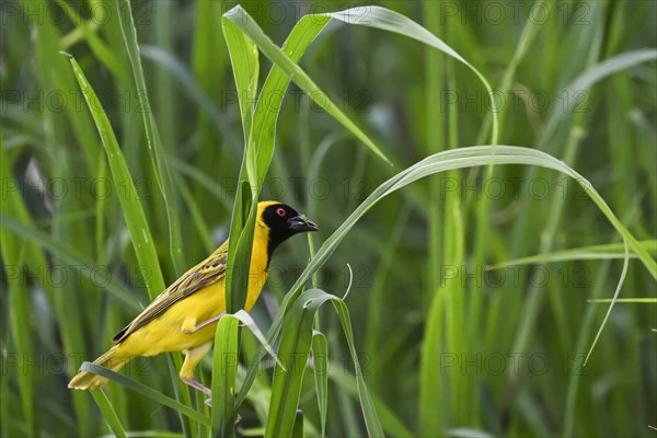 Southern masked weaver (Ploceus velatus) collecting nesting material, Madikwe Game Reserve, North West Province, South Africa, RSA, Africa