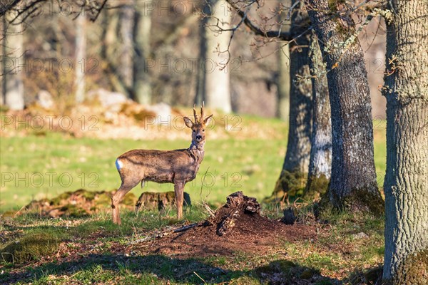 Roe deer buck (Capreolus capreolus) in a tree grove by a meadow in springtime