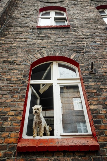 Cute hairy dog sticking out of the window in brick tenant house in Nikiszowiec, Katowice, southern Poland