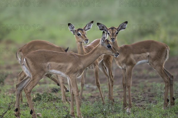 Black Heeler Antelope or Impala (Aepyceros melampus) herd with young, nursery, Madikwe Game Reserve, North West Province, South Africa, RSA, Africa