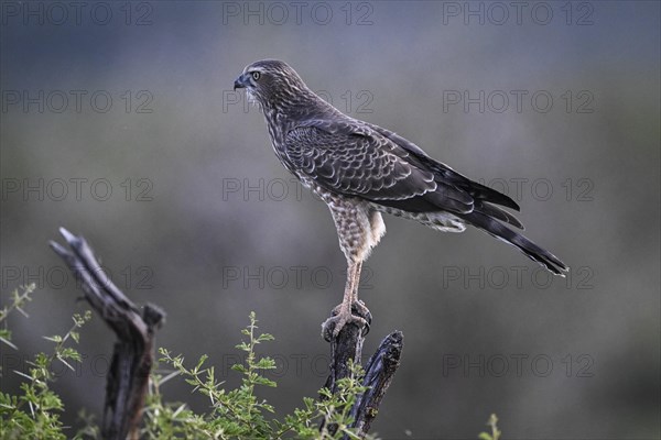 Silver Singing Goshawk, also known as pale chanting goshawk (Melierax canorus) juvenile, Madikwe Game Reserve, North West Province, South Africa, RSA, Africa