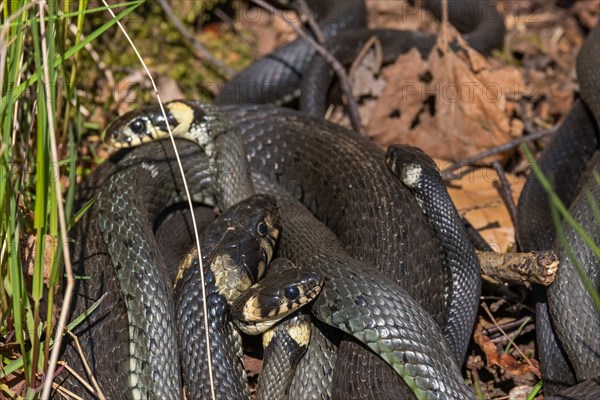 Group of Grass snakes (Natrix natrix) sunbathing