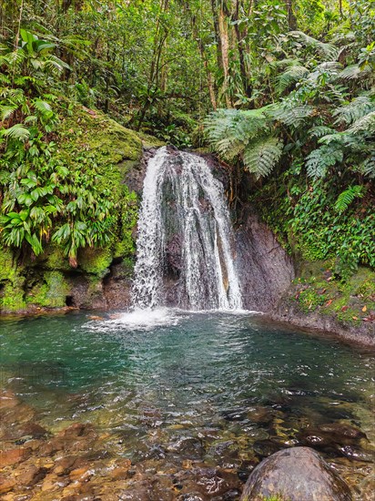 Pure nature, a waterfall with a pool in the forest. The Ecrevisses waterfalls, Cascade aux ecrevisses on Guadeloupe, in the Caribbean. French Antilles, France, Europe