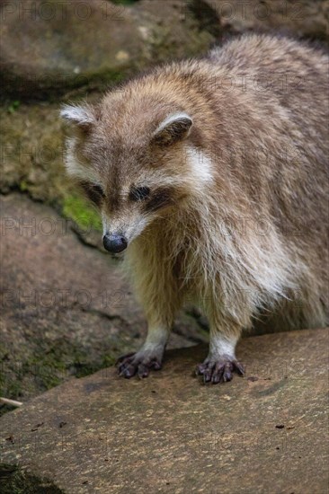 Raccoon in natural environment, close-up, portrait of the animal on Guadeloupe au Parc des Mamelles, in the Caribbean. French Antilles, France, Europe