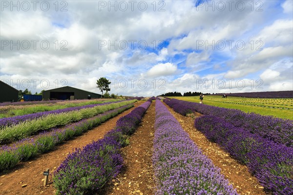 Lavender (Lavandula), lavender field on a farm, different varieties, good summer weather, Cotswolds Lavender, Snowshill, Broadway, Gloucestershire, England, Great Britain