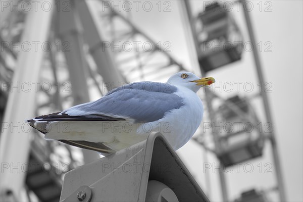 European herring gull (Larus argentatus), behind a Ferris wheel, Kuehlungsborn, Mecklenburg-Western Pomerania, Germany, Europe