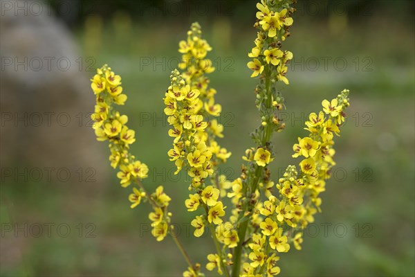 Great mulleins (Verbascum thapsus), Bavaria, Germany, Europe