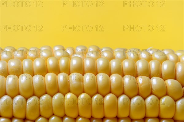 Corn corn cob with yellow background, close-up, corn (Zea mays)