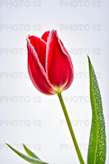 Isolated red tulip dew kissed petals, white background, AI generated