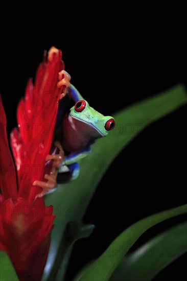 Red-eyed tree frog (Agalychnis callidryas), adult, on bromeliad, captive, Central America