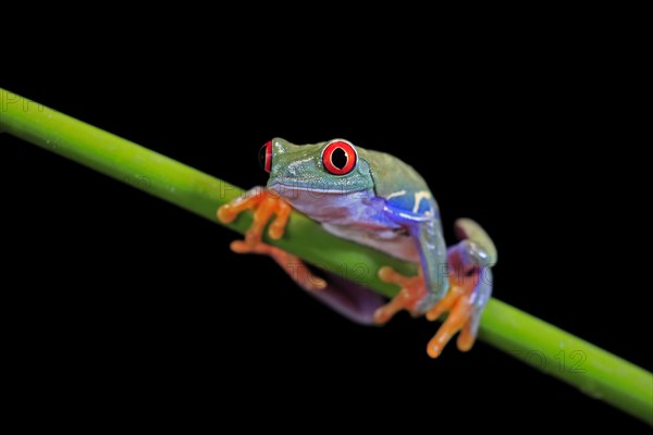 Red-eyed tree frog (Agalychnis callidryas), adult, on green stem, Aeonium, captive, Central America